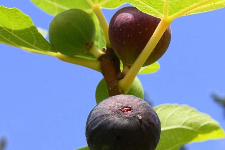 Fichi per aumentare la potenza
